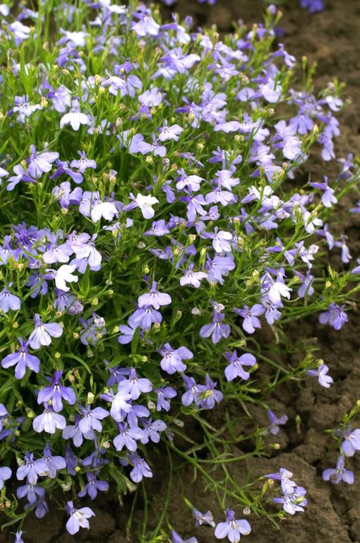Lobelia erinus, 'Cambridge Blue'