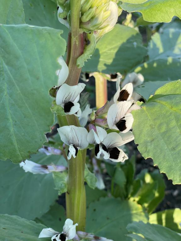 Bean, Broad, 'Masterpiece Green Longpod'