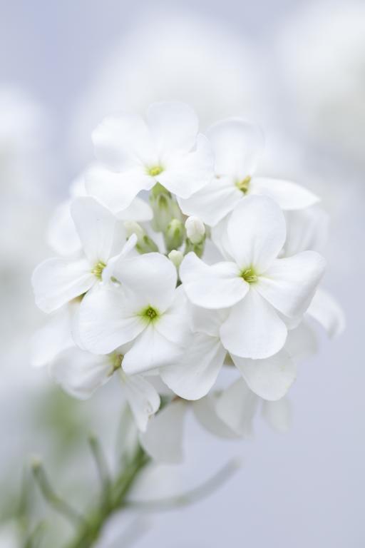 Hesperis matronalis, White