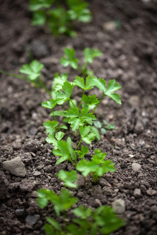 Parsley Flat-Leaved French Parsley 'Plain Leaf'