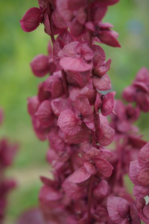 Atriplex hortensis, 'Red Plume'