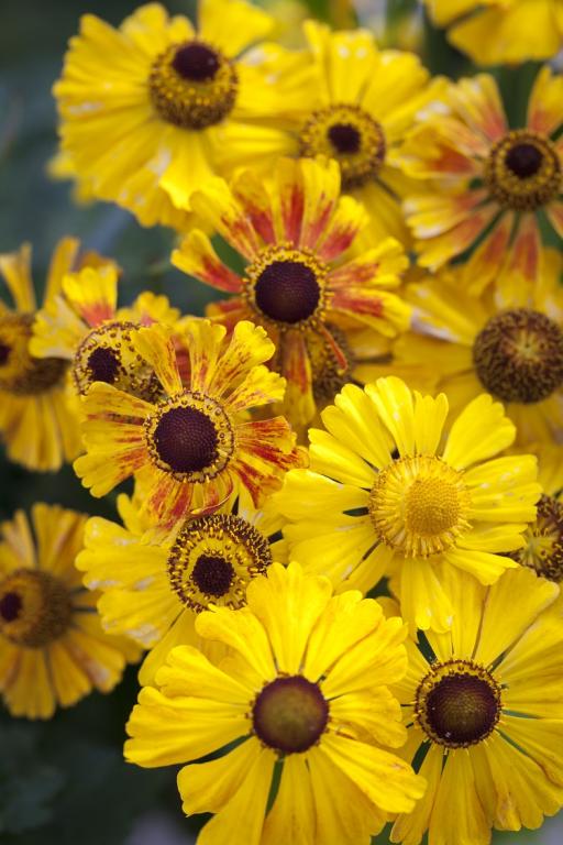 Helenium autumnale, 'Helena Mix'