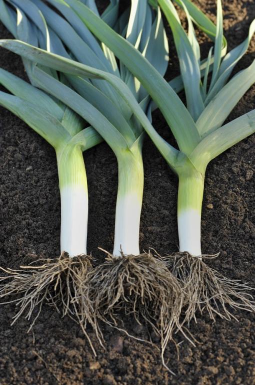 Leek, 'Musselburgh'
