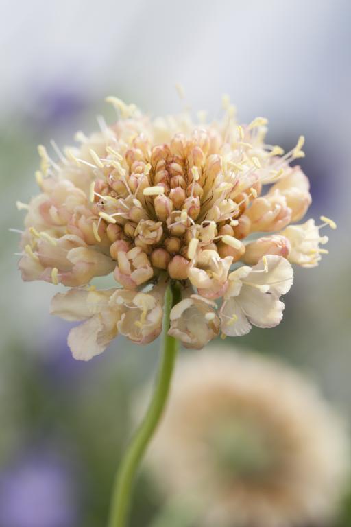 Scabiosa atropurpurea, 'Fata Morgana'