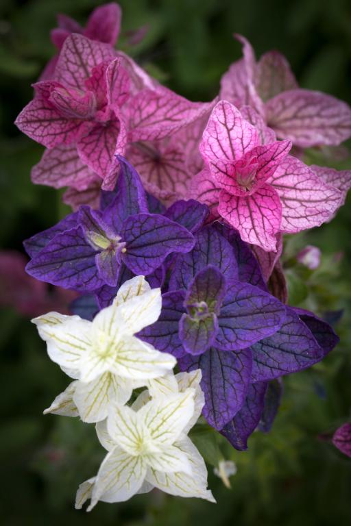 Salvia viridis, Mixed