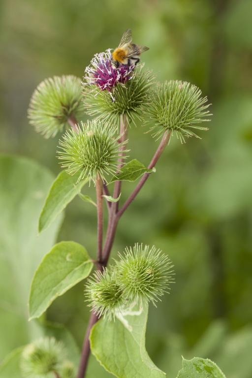 Arctium lappa