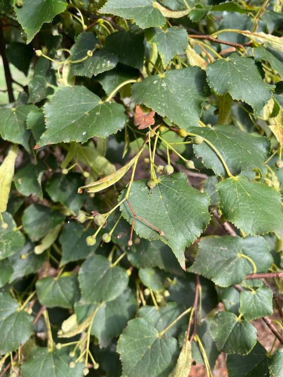 Tilia cordata