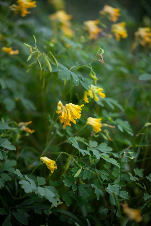 Corydalis lutea