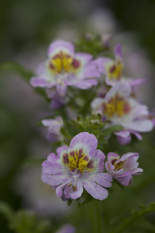 Schizanthus x wisetonensis, 'Dr. Badger's' Mixed