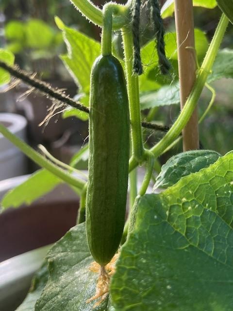 Cucumber, 'La Diva'