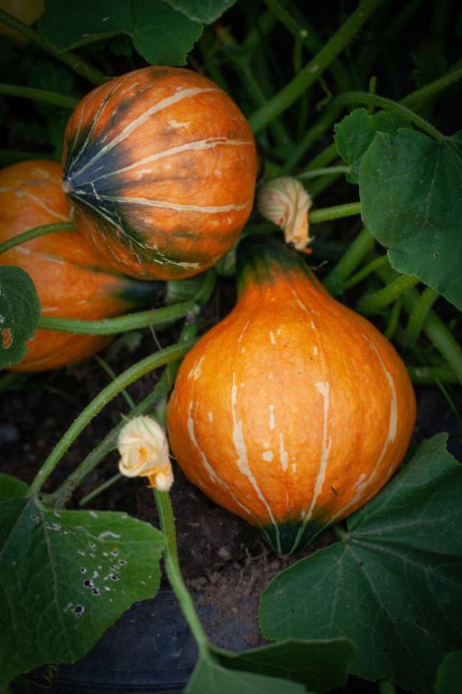 Squash, 'Uchiki Kuri'