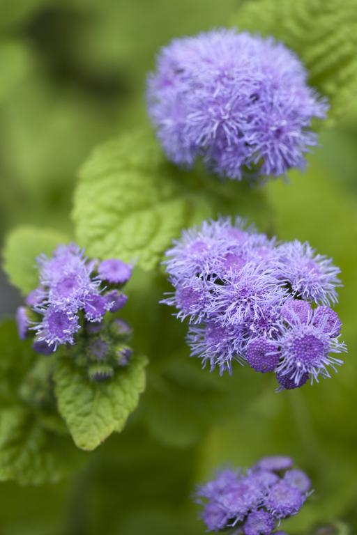 Ageratum, 'Blue Horizon', F1 Hybrid
