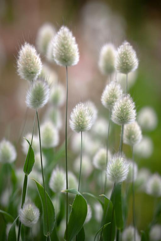 Lagurus ovatus, 'Bunny Tails'