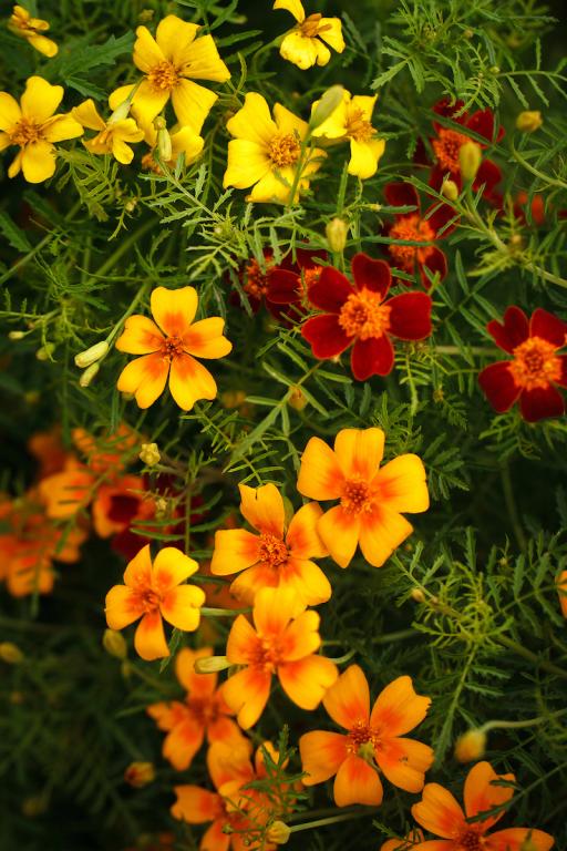 Tagetes tenuifolia, 'Starfire' Mixed
