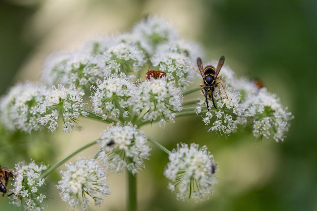 Angelica sylvestris
