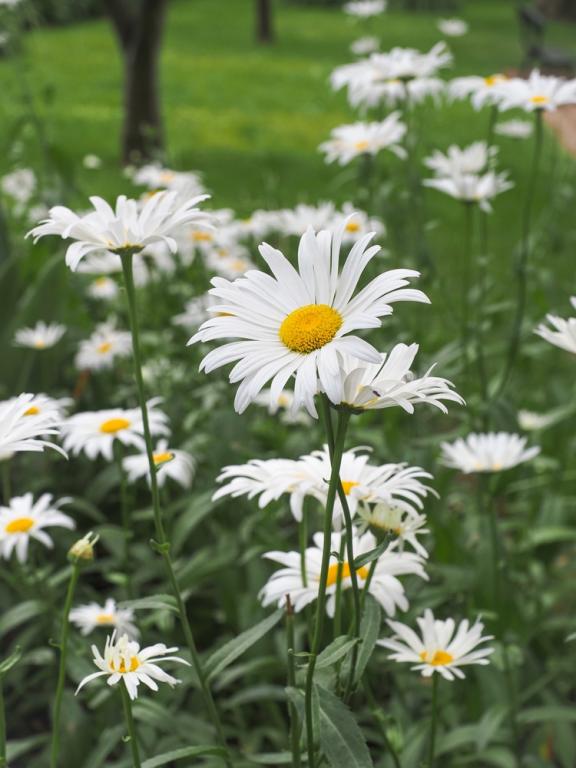 Chrysanthemum leucanthemum maximum, 'Starburst'