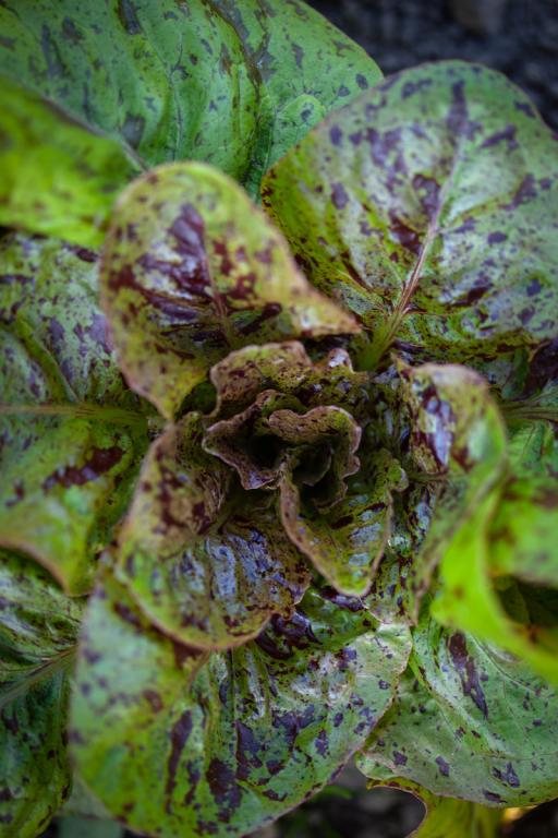 Lettuce, Little Gem & Romaine, 'Forellenschluss'