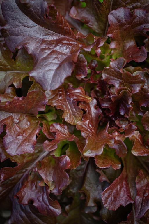 Lettuce, Curled & Oak Leaf, 'Red Salad Bowl'