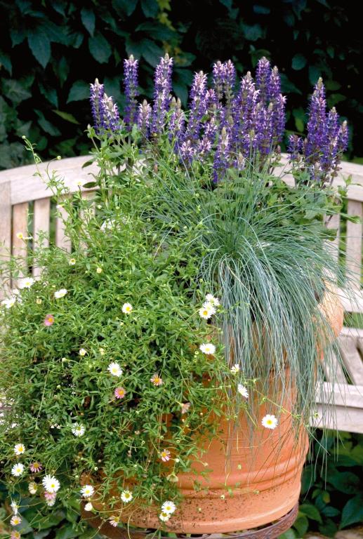 Salvia x superba, 'Adora Blue'