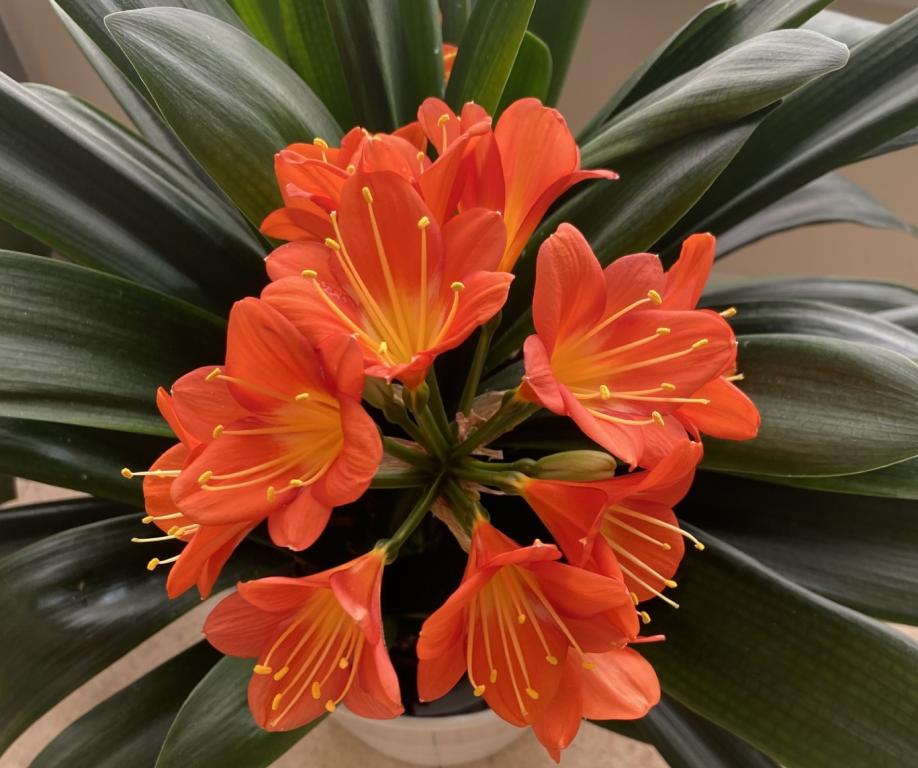 Clivia miniata, 'Orange'