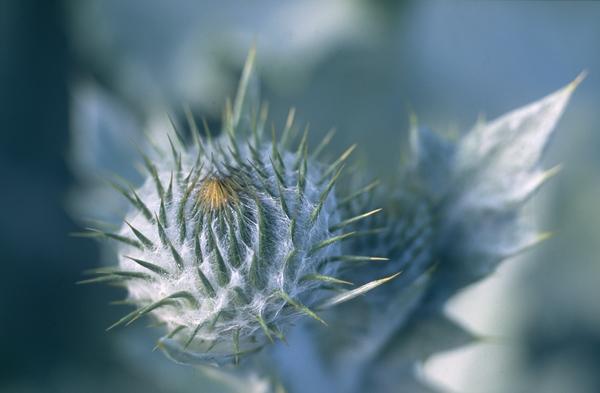 Onopordum acanthium