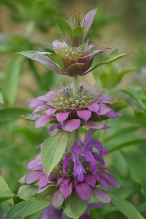 Monarda hybrida, 'Lambada'