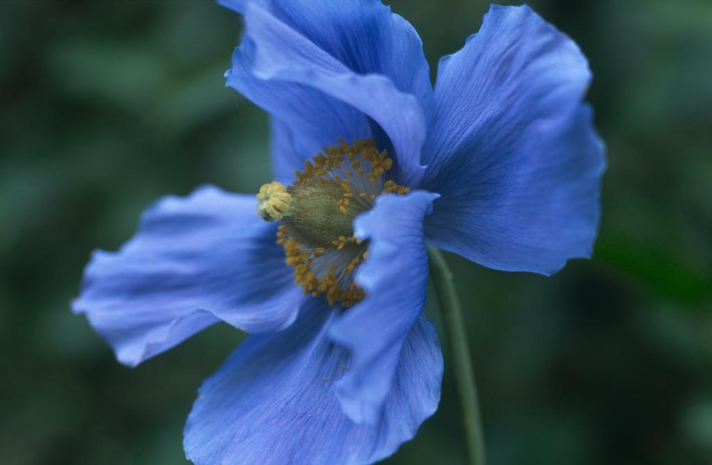 Meconopsis grandis