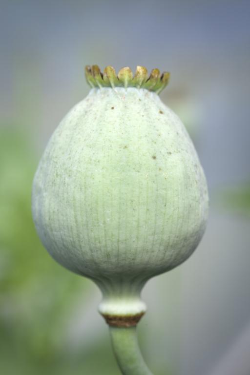 Papaver somniferum, 'Giganteum'