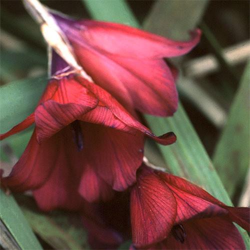 Dierama pulcherrimum, 'Blackbird'