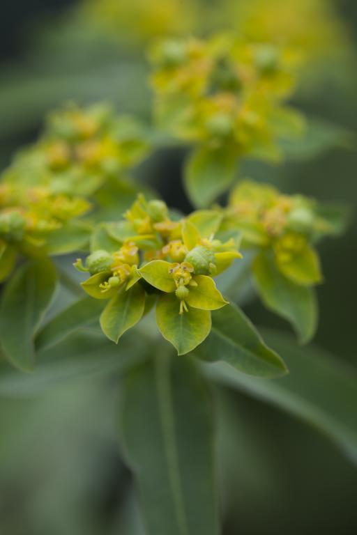 Euphorbia coralloides