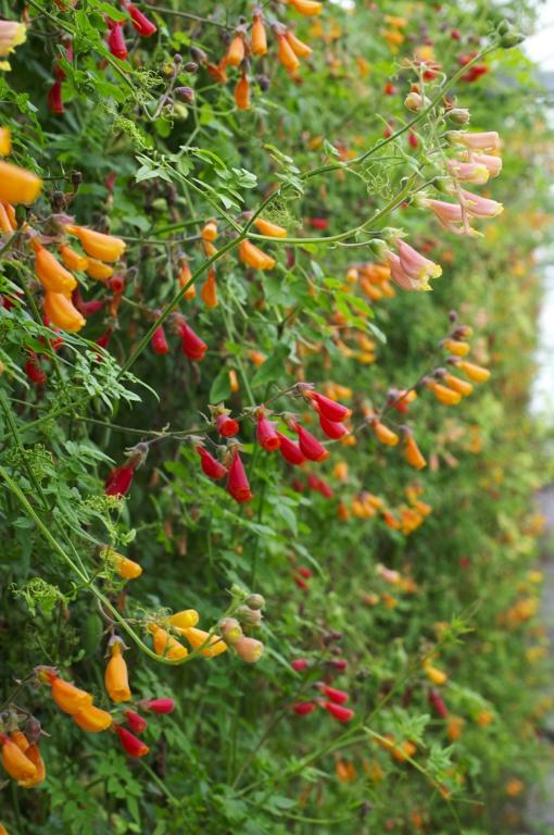 Eccremocarpus scaber, 'Tresco' Mixed