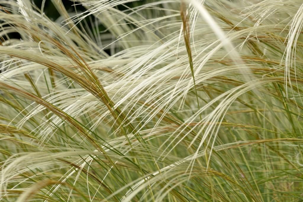 Stipa barbata, 'Silver Feather'