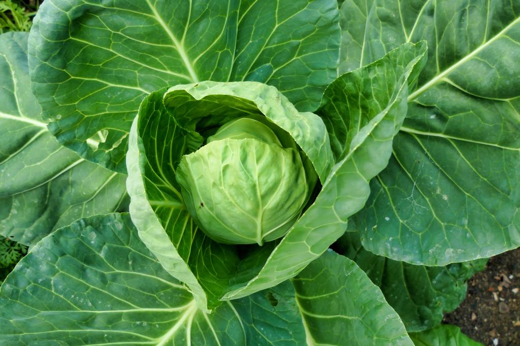Cabbage, Spring Greens, Pointed & Sweetheart, 'Greyhound'