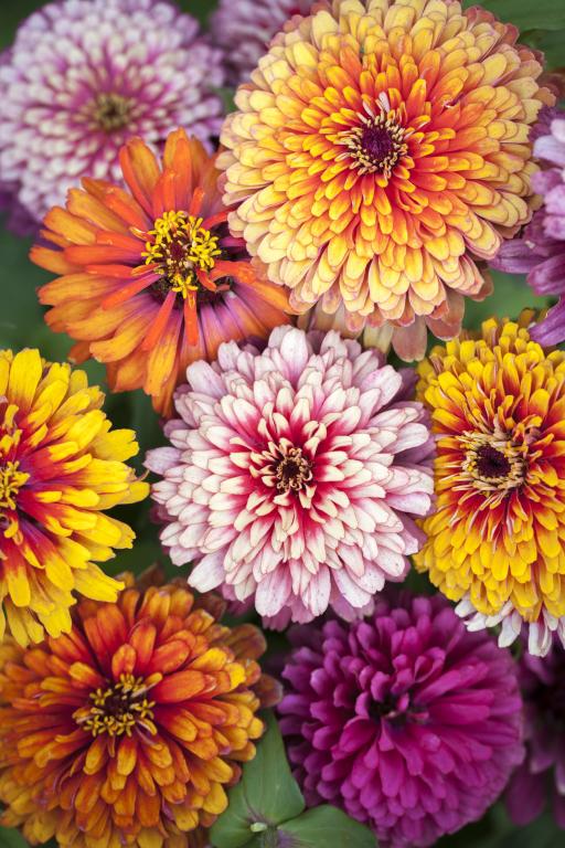 Zinnia elegans, 'Whirligig' Mixed