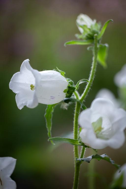 Campanula medium, Single White