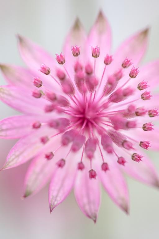 Astrantia major, 'Rose Symphony'