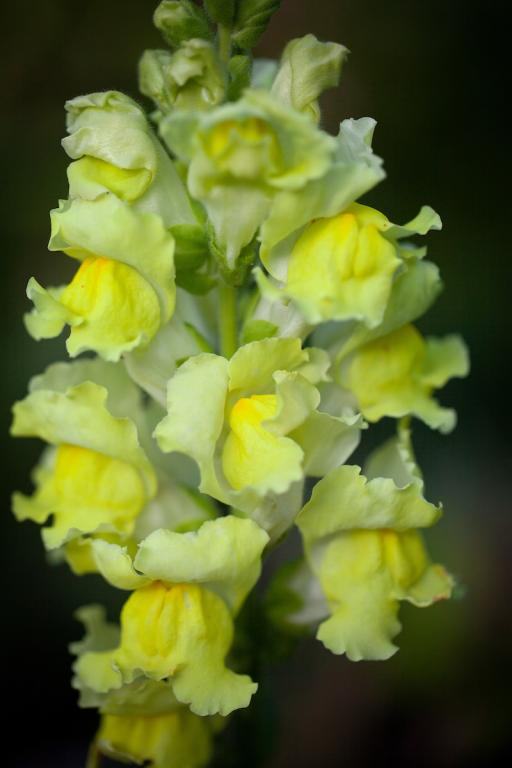 Antirrhinum majus, 'Canary Bird'