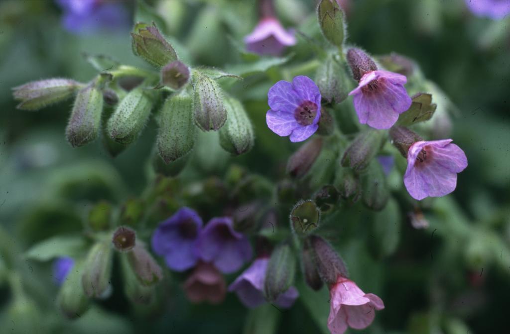 Pulmonaria officinalis