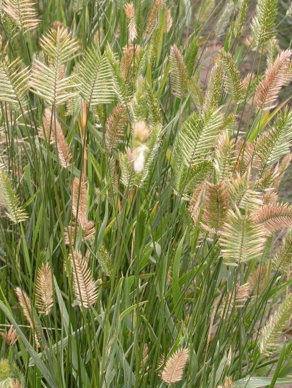 Wangenheimia lima, 'Vulcan'