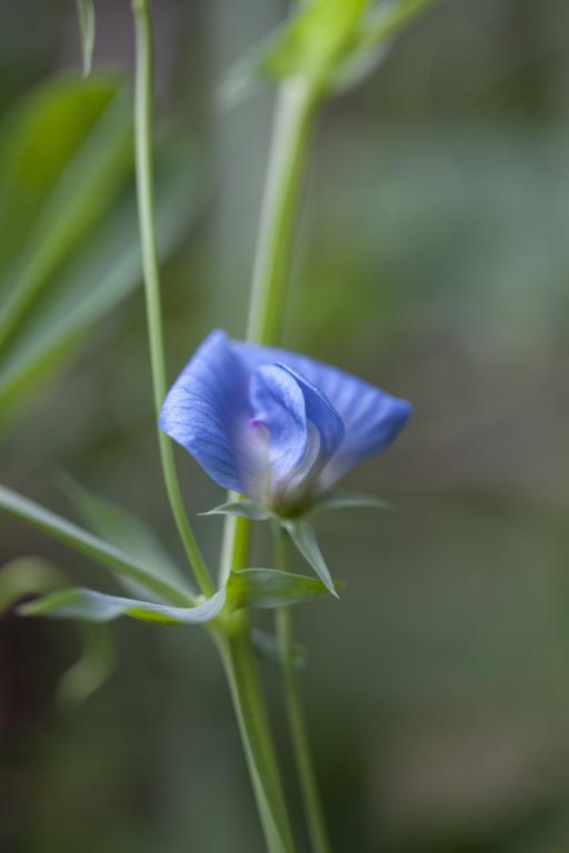 Lathyrus sativus var. azureus