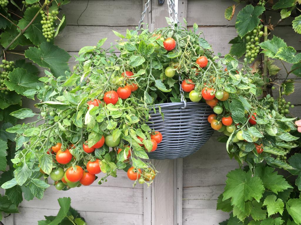 Tomato, Cherry, 'Tumbling Tom Red'