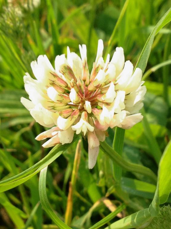 Trifolium repens