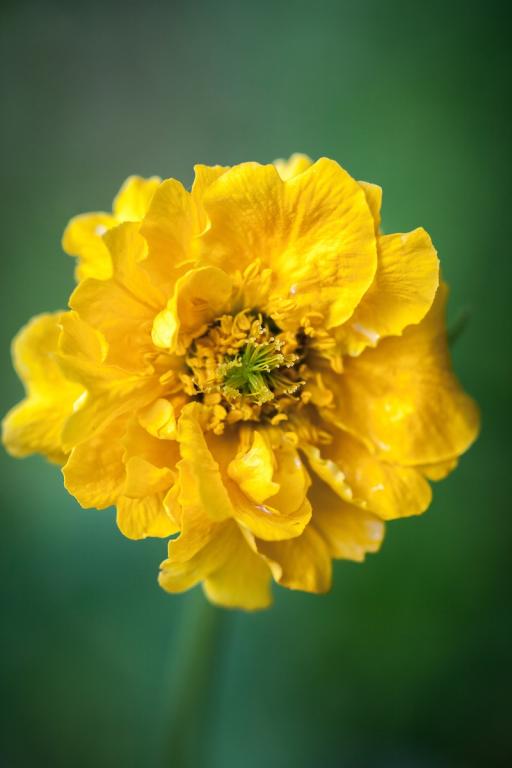 Geum chiloense, 'Lady Stratheden'