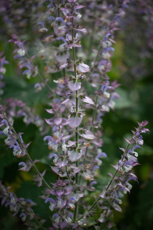 Salvia sclarea