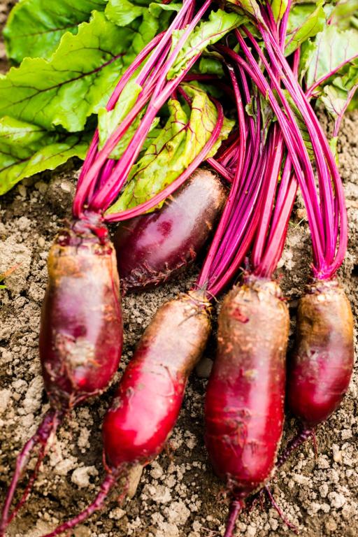 Beetroot, 'Cylindra'