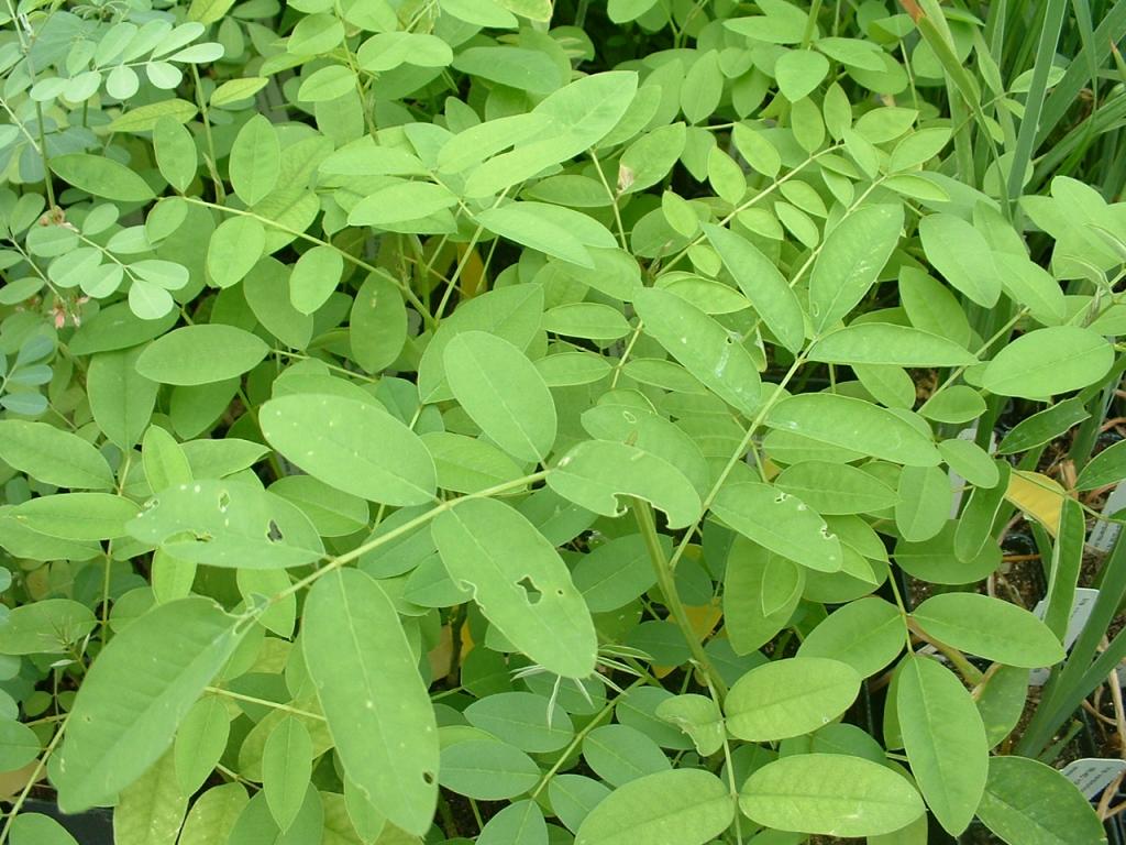 Indigofera tinctoria