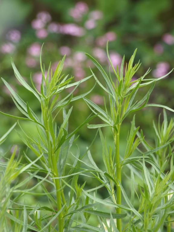 Russian Tarragon