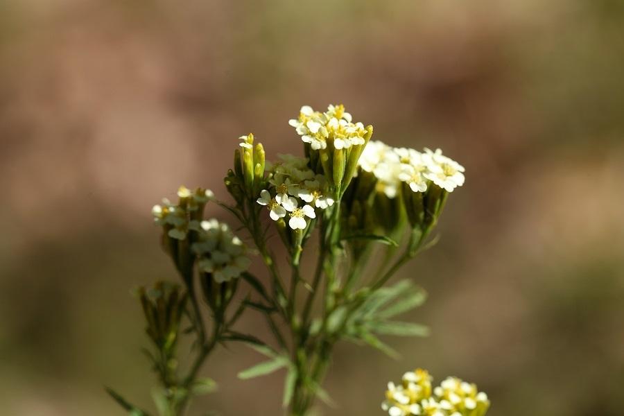 Tagetes minuta