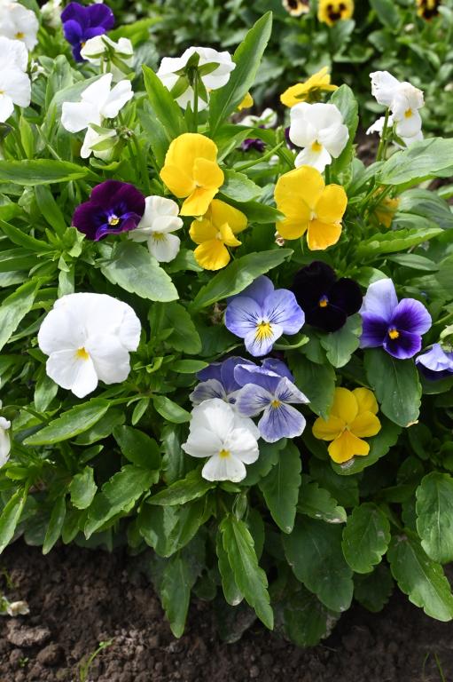 Viola x wittrockiana, Winter Flowering Mixed