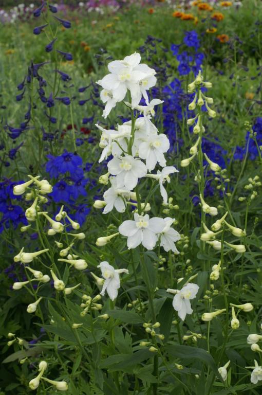 Delphinium x belladonna, 'Casa Blanca'
